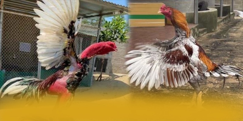 Đội ngũ hỗ trợ người chơi tại [THUONG_HIEU]