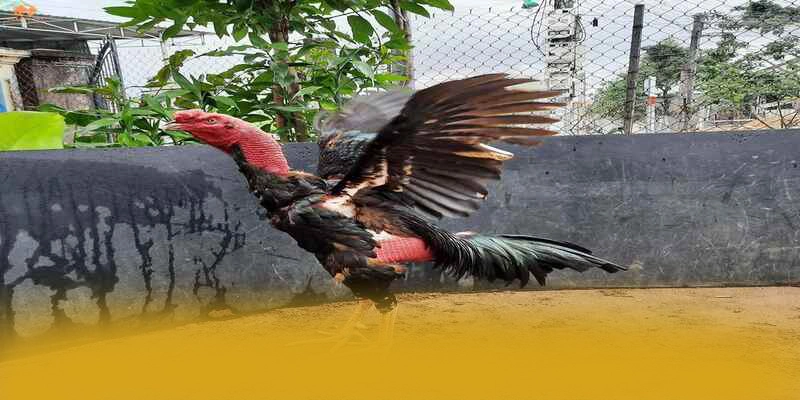 Khám phá W88 - Cổng cá cược được yêu thích nhất trên thị trường